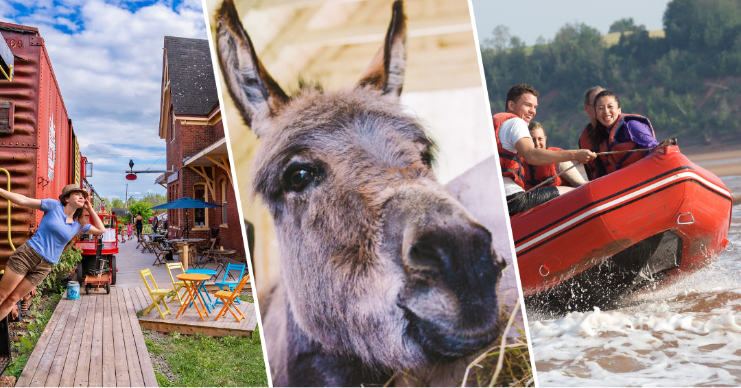 3 photos side by side. The first is a person leaning off of a train at a station. The second is a close up of a donkey and the last is a group of people on a red zodiac boat.
